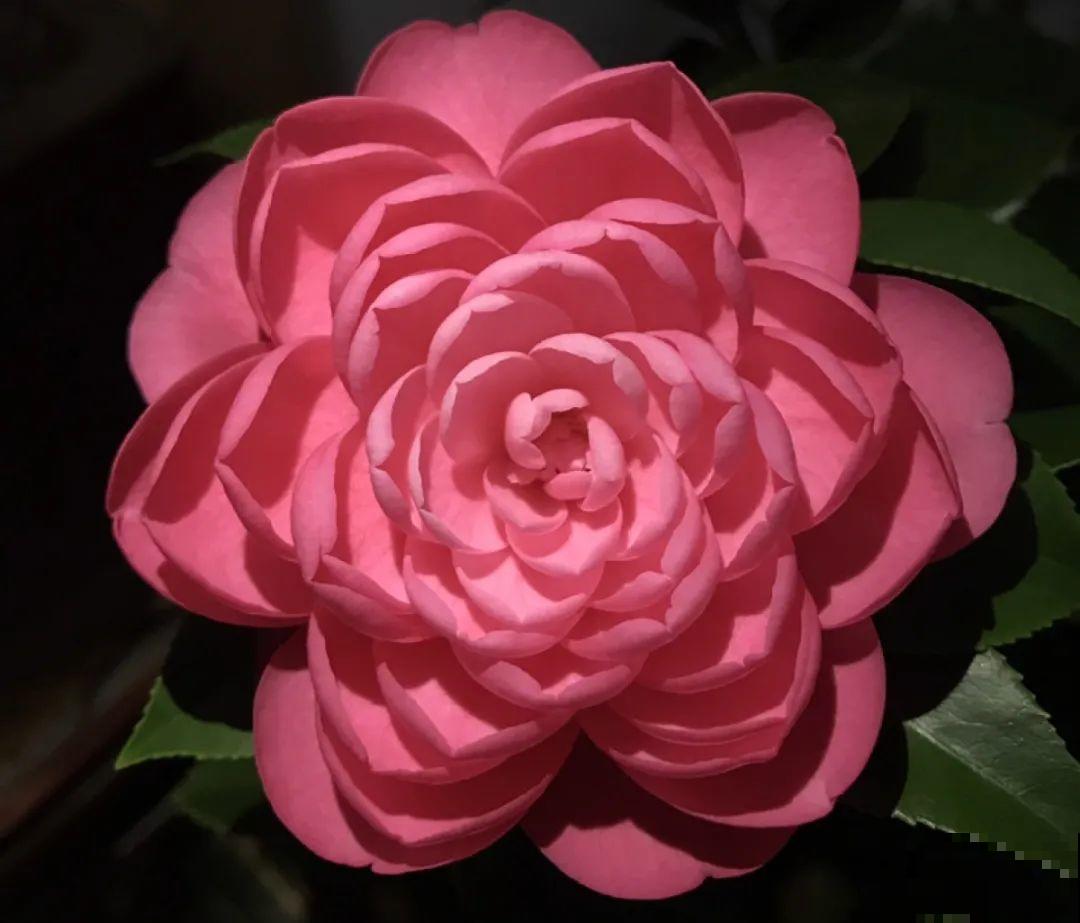 10种花，冬天别喷水，越喷越烂叶，变成光杆特丑