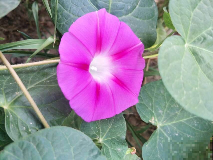 昙花一现人人知，开花仅一天的花，不止有昙花