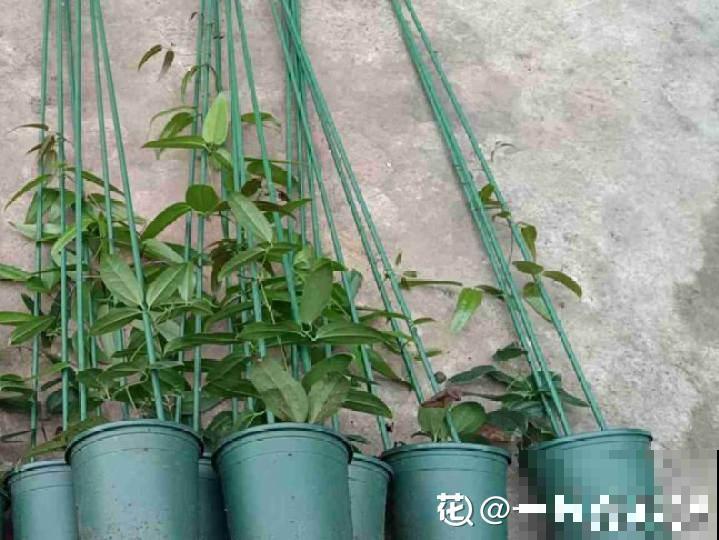 10种花,冬天要休眠,赶紧修剪防冻,才能安全越 10种花,冬天要休眠,赶紧修剪防冻,才能安全越