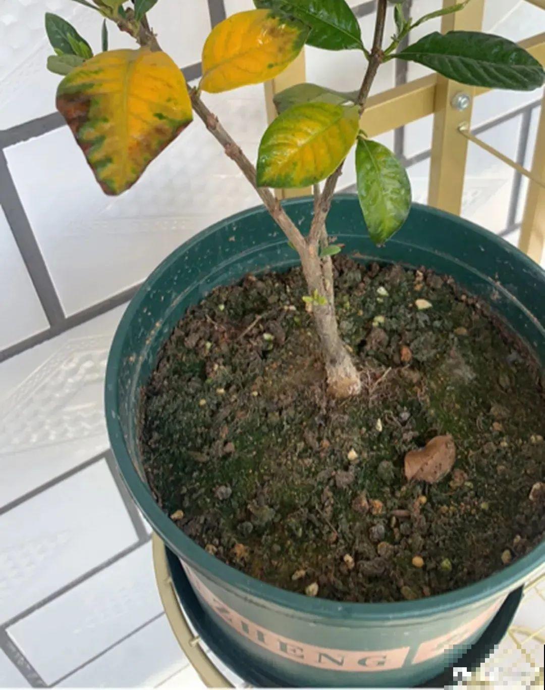 10种“垃圾”不要丢，拿来养花效果好，还能省下一笔钱