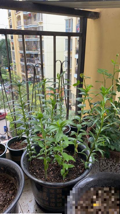 百合花便宜又常见,却被“三个国家”争着做国花,它的魅力太大 百合花便宜又常见,却被“三个国家”争着做国花,它的魅力太大