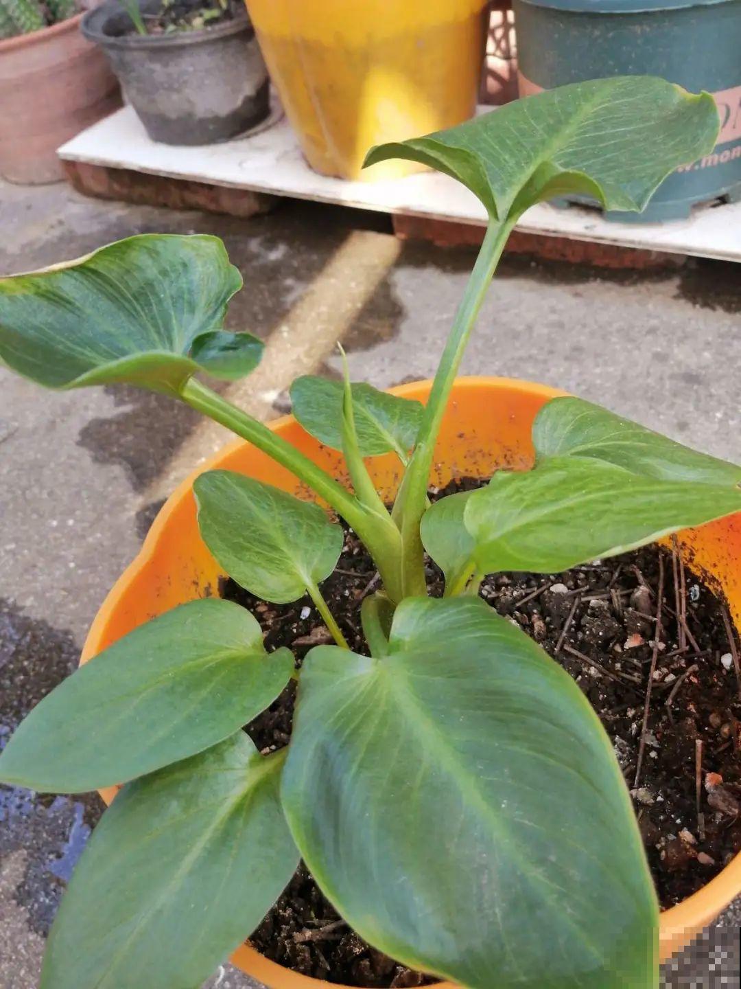 颜值超高的马蹄莲，开花大气优雅，气质满满能开半年