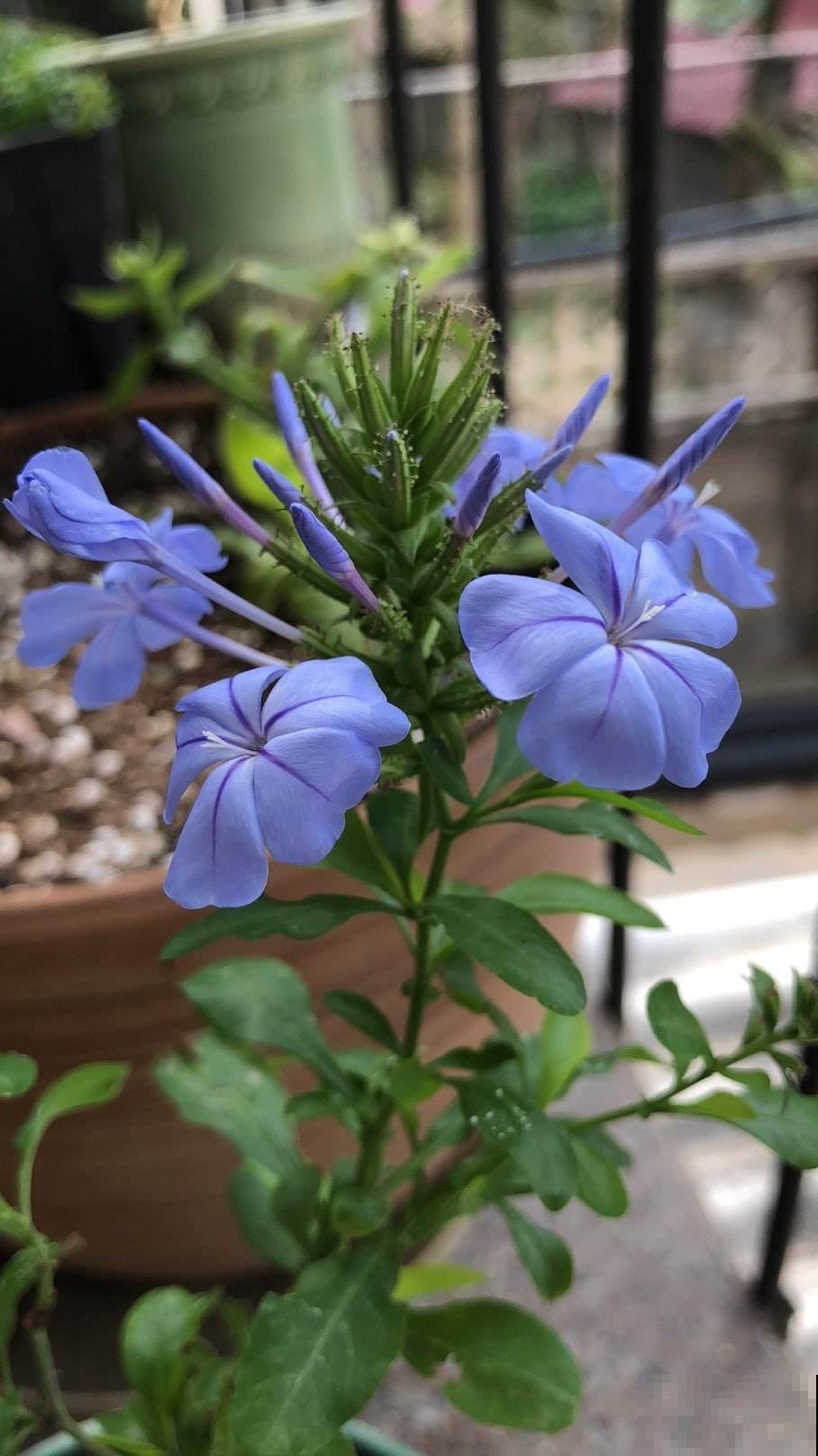 人到五十五，养花也会心累，养这5种花量大不操心