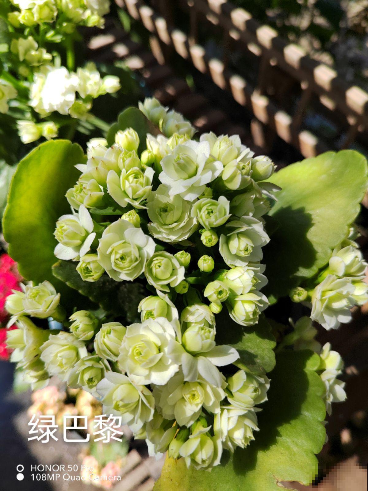 4种养人花,养在家里对身体好,很适合中老年人 4种养人花,养在家里对身体好,很适合中老年人