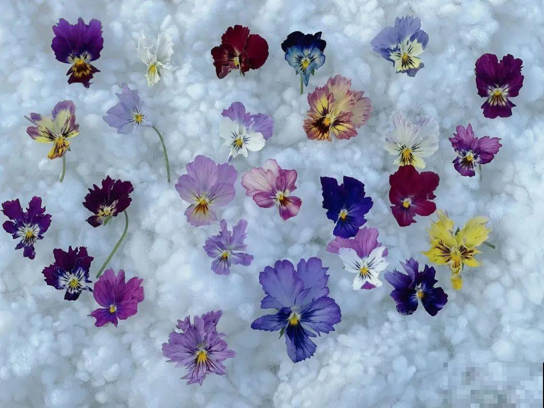 特耐寒的花，冬天照样能爆盆，颜值不输牡丹