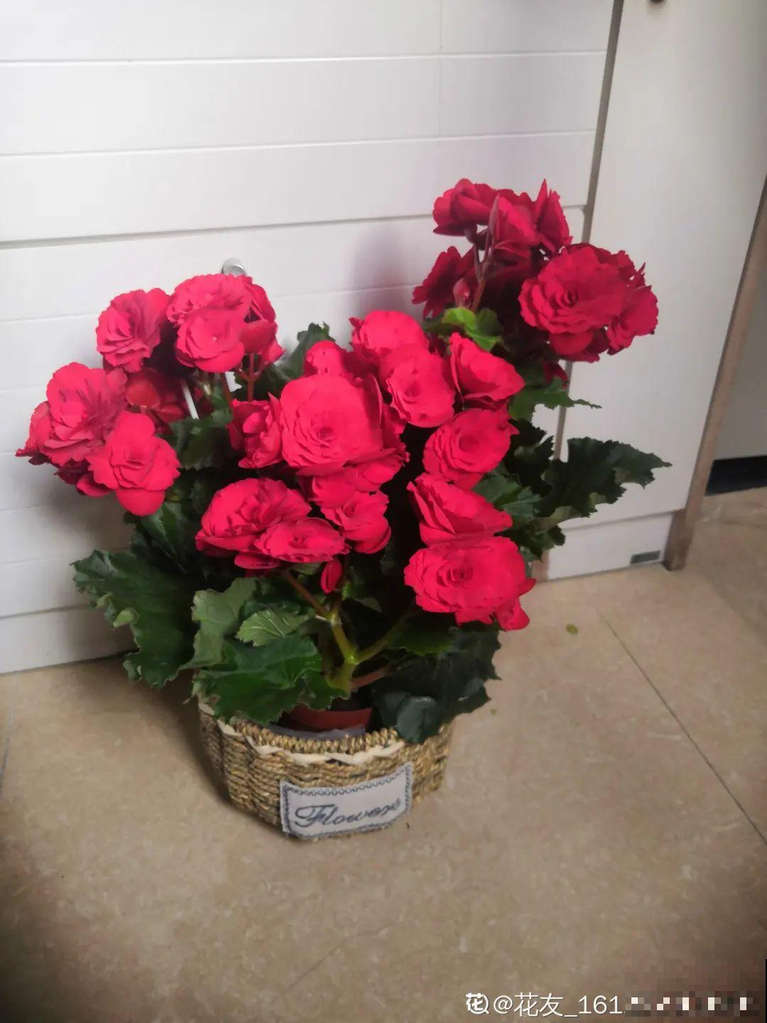 8种花，年年买，年年养死，今年可别当冤大头