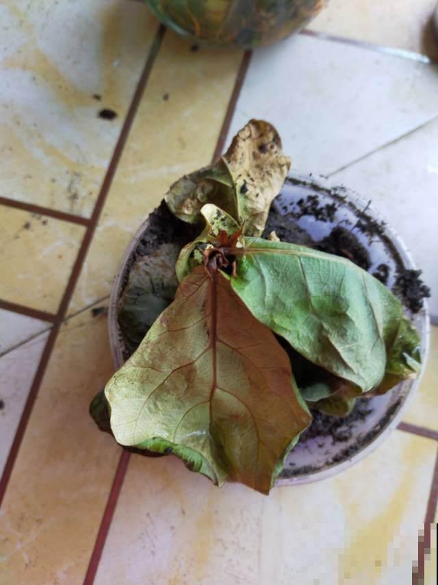 天气大降温,赶紧把花搬进屋,不然多肉都冻成“饺子馅” 天气大降温,赶紧把花搬进屋,不然多肉都冻成“饺子馅”