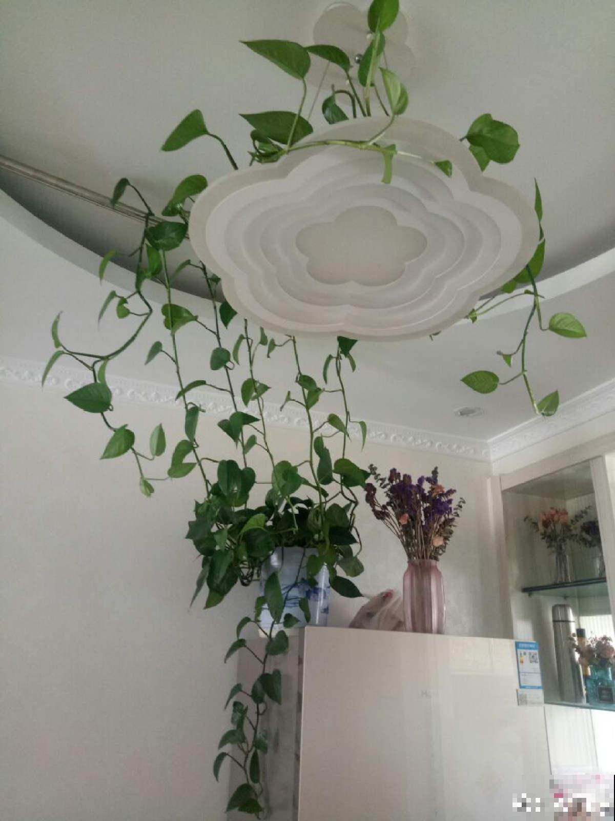 绿萝太“晦气”，老人清理掉，却被儿子吼了一顿，究竟谁错了