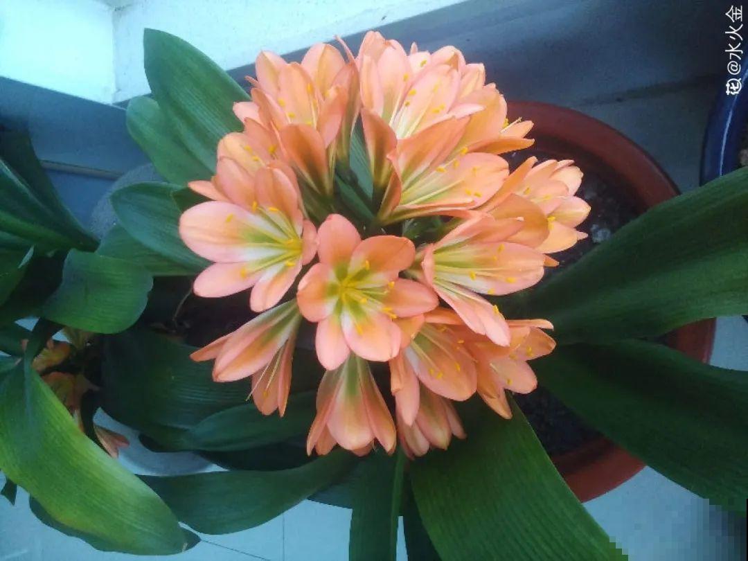 人养花，花也养人，家里养这10种花，越养越健康