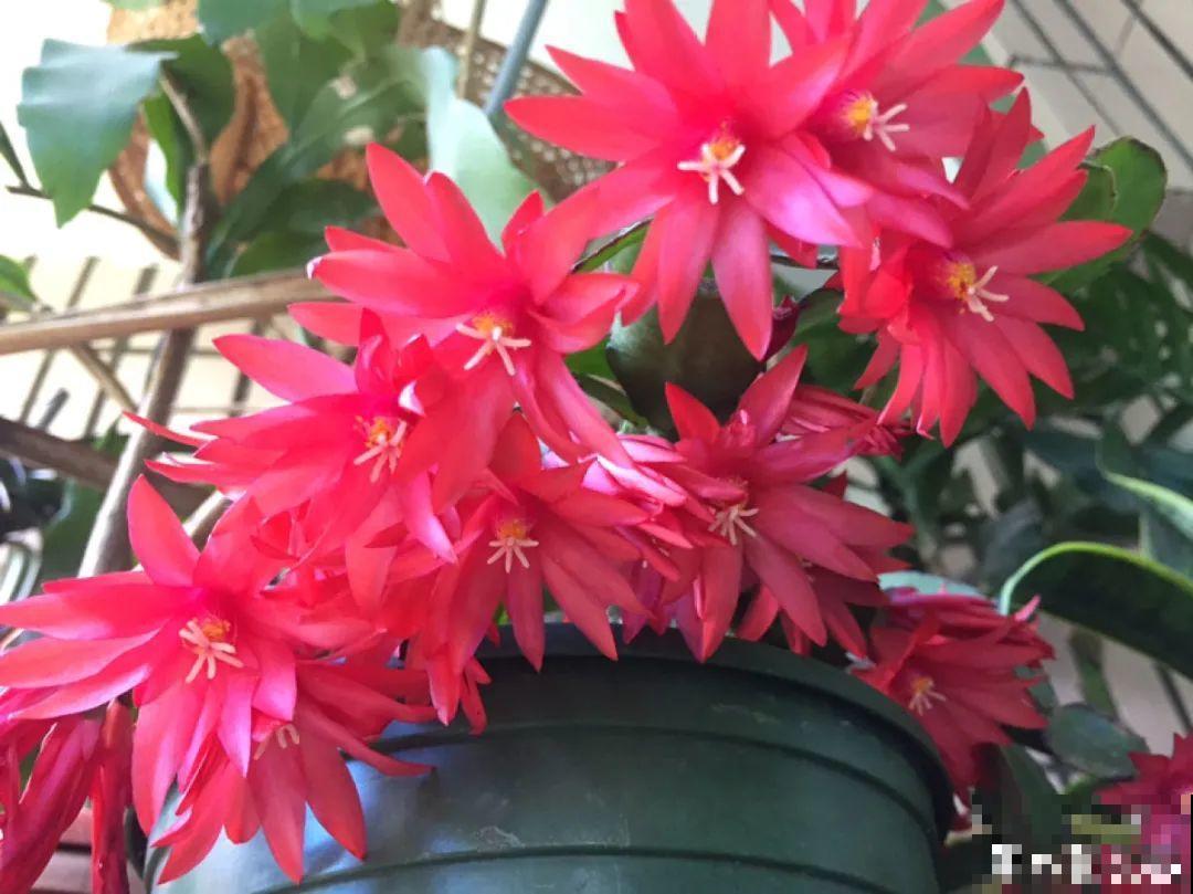 20种花，现在养正是开花好时候，再晚就过季了