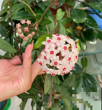 “富养”4种花，多施肥多浇水才能长得壮，不然最后没花看