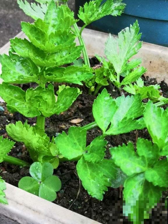 蔬菜头别扔,种土里乎乎长小苗,半个月就能吃 蔬菜头别扔,种土里乎乎长小苗,半个月就能吃