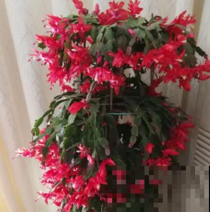 蟹爪兰、长寿花僵苗,必须掐几下,重新换盆养! 蟹爪兰、长寿花僵苗,必须掐几下,重新换盆养!