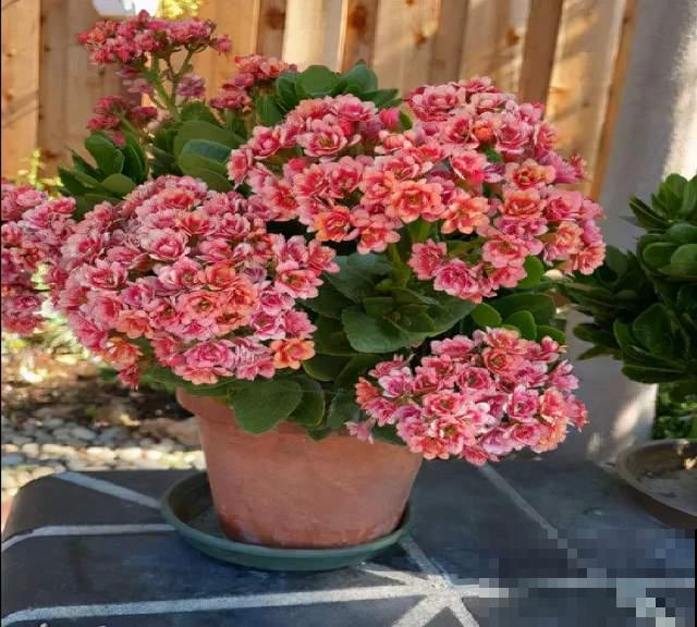 10种花，小盆“挤着养”，不烂根，植株旺，花苞突突冒