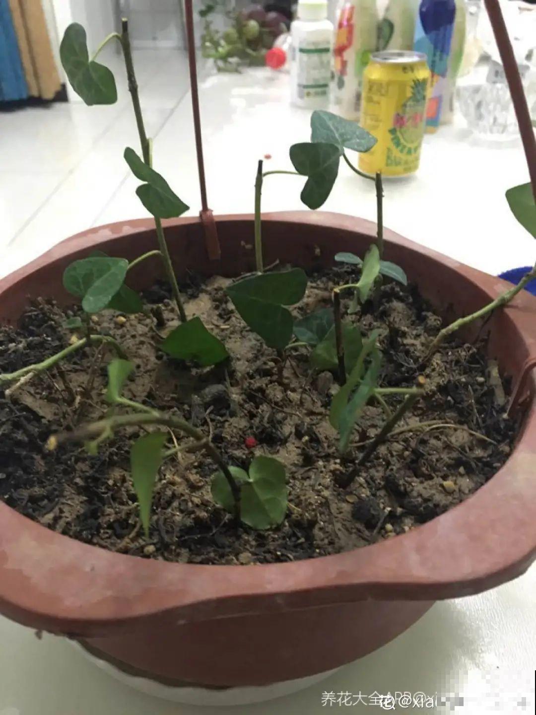 5种花,要是秋天不扦插,错过还得等1年! 5种花,要是秋天不扦插,错过还得等1年!