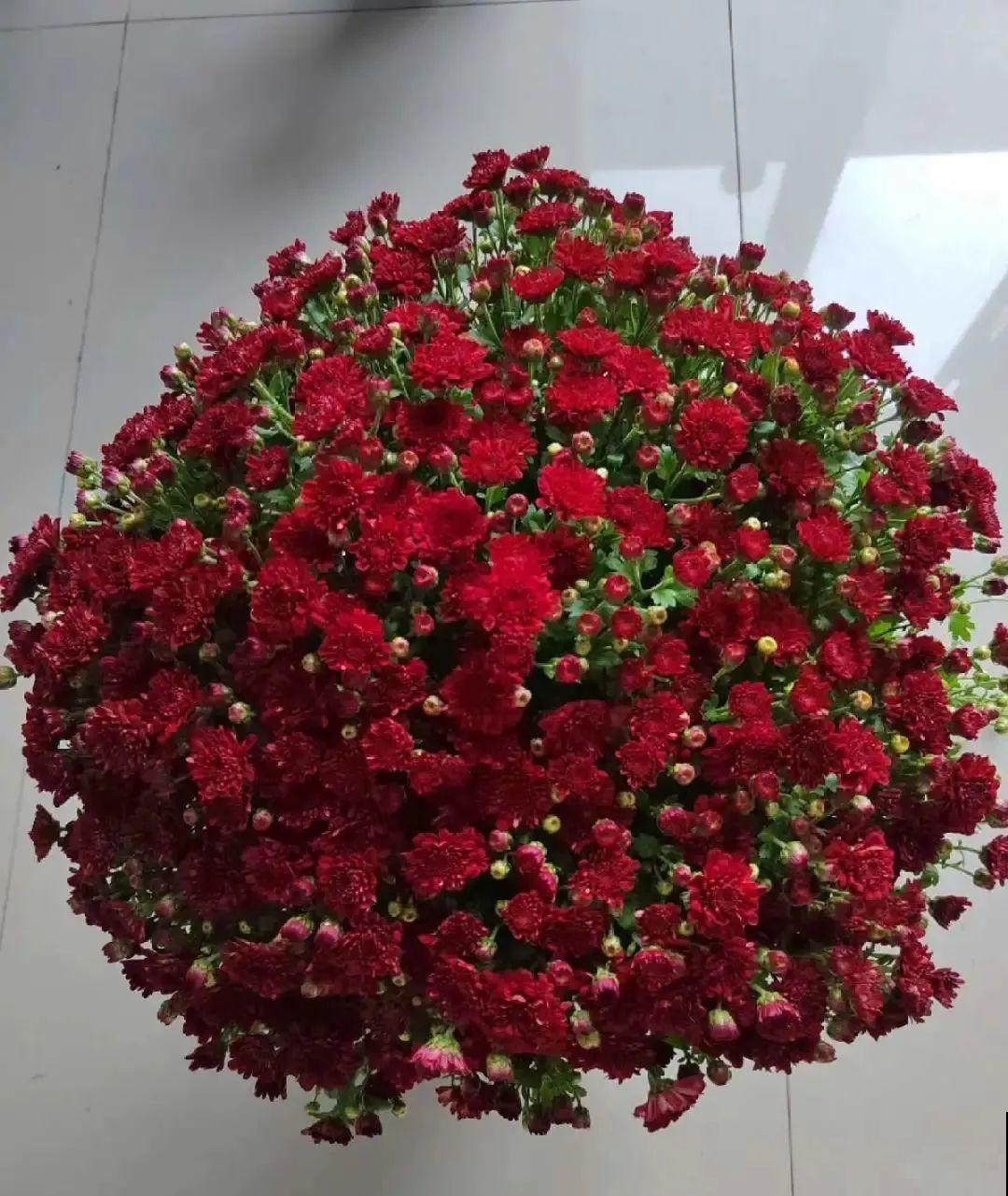 秋天在家养盆“香香花”，满屋子香味，还特耐寒