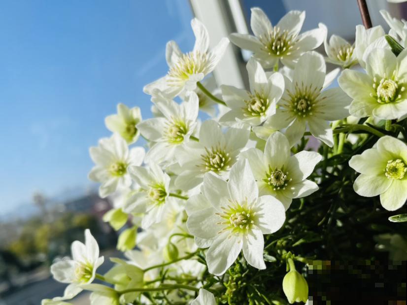 9种花,冬天狠心剪一刀,剪对了明年妥妥爆花 9种花,冬天狠心剪一刀,剪对了明年妥妥爆花