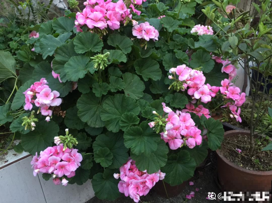 7种花现在剪一刀，剃个小平头，满盆冒新叶子