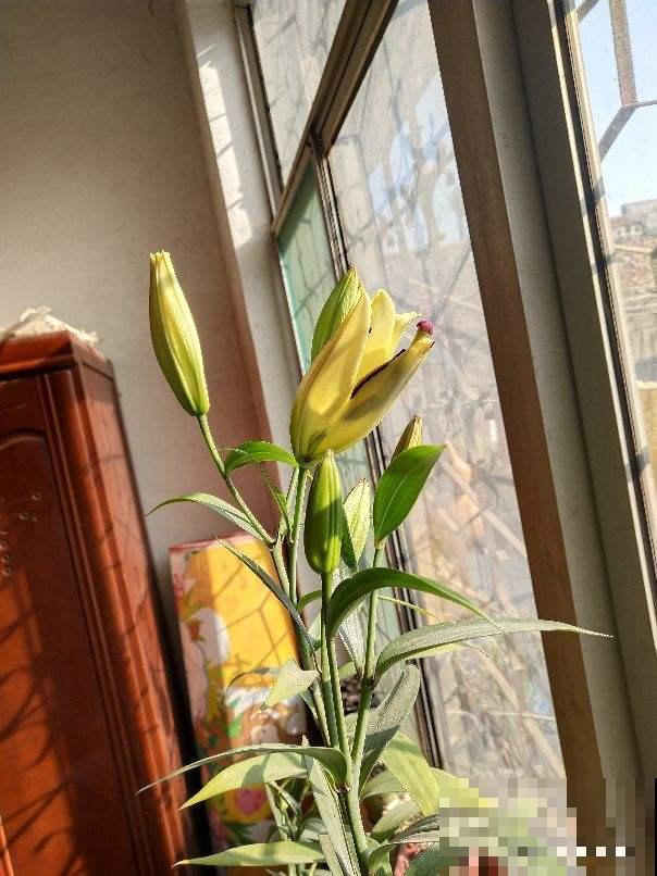 3个养花“禁地”，摆放花盆一定养不好