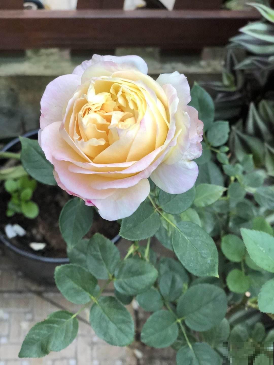 5种花卉冬天不要买，花市猫腻多，新手小白切记