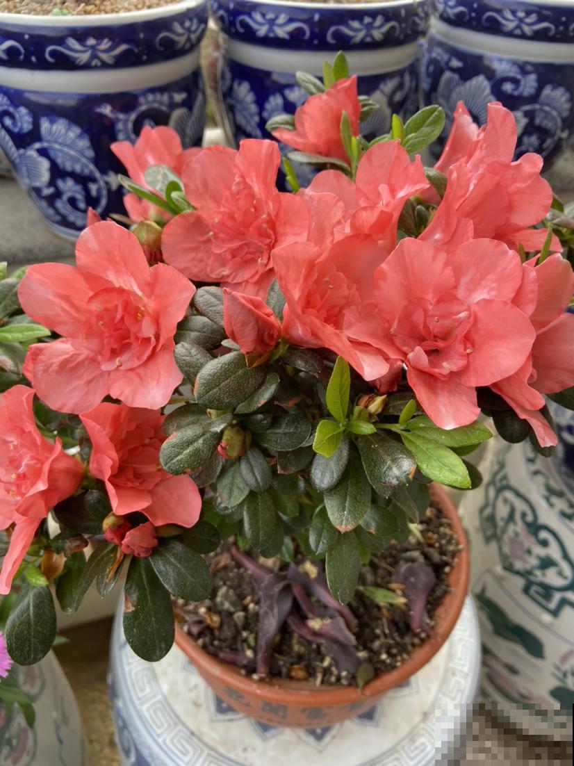 过期的小药片别丢,碾成粉末给花吃点,叶子油亮花开爆盆 过期的小药片别丢,碾成粉末给花吃点,叶子油亮花开爆盆