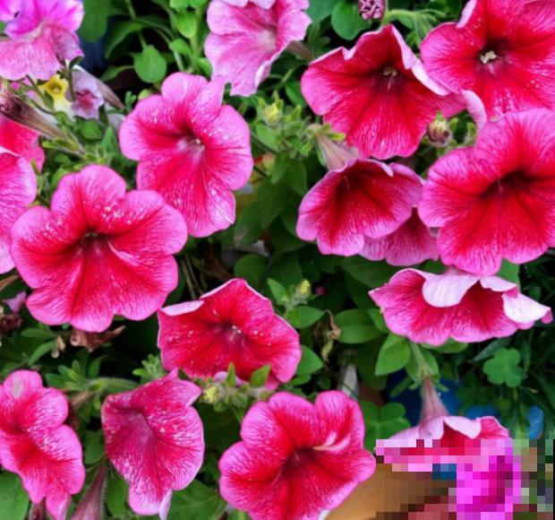 密密麻麻的花,一开花就“刹不住车”,这样的阳台谁不喜欢 密密麻麻的花,一开花就“刹不住车”,这样的阳台谁不喜欢