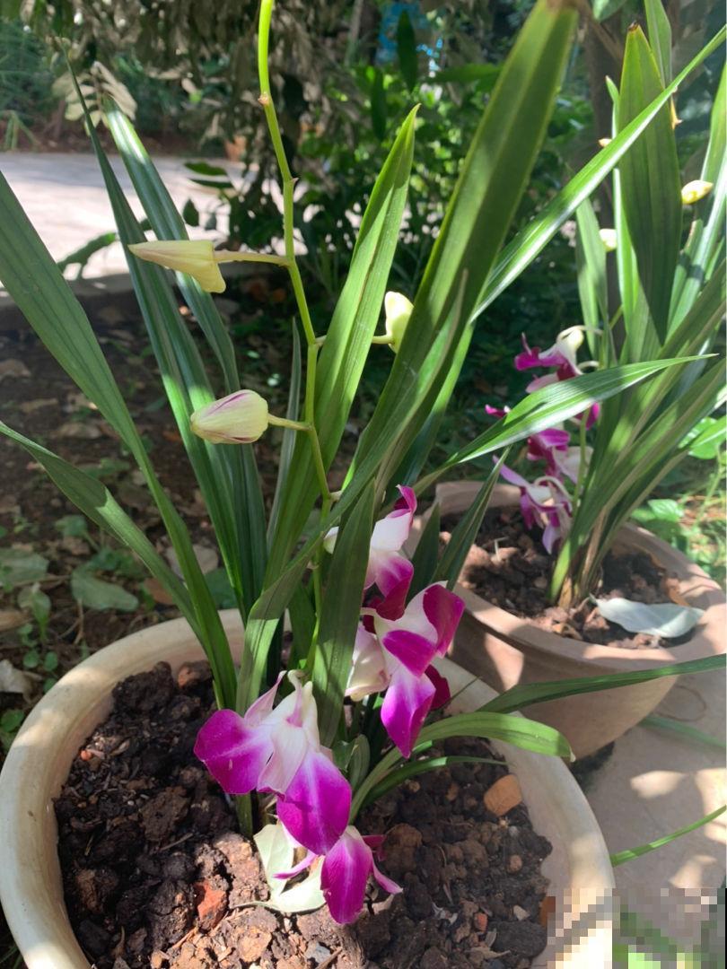 家里养一盆石斛,泡水当茶喝好处多多,季节干燥正合适 家里养一盆石斛,泡水当茶喝好处多多,季节干燥正合适