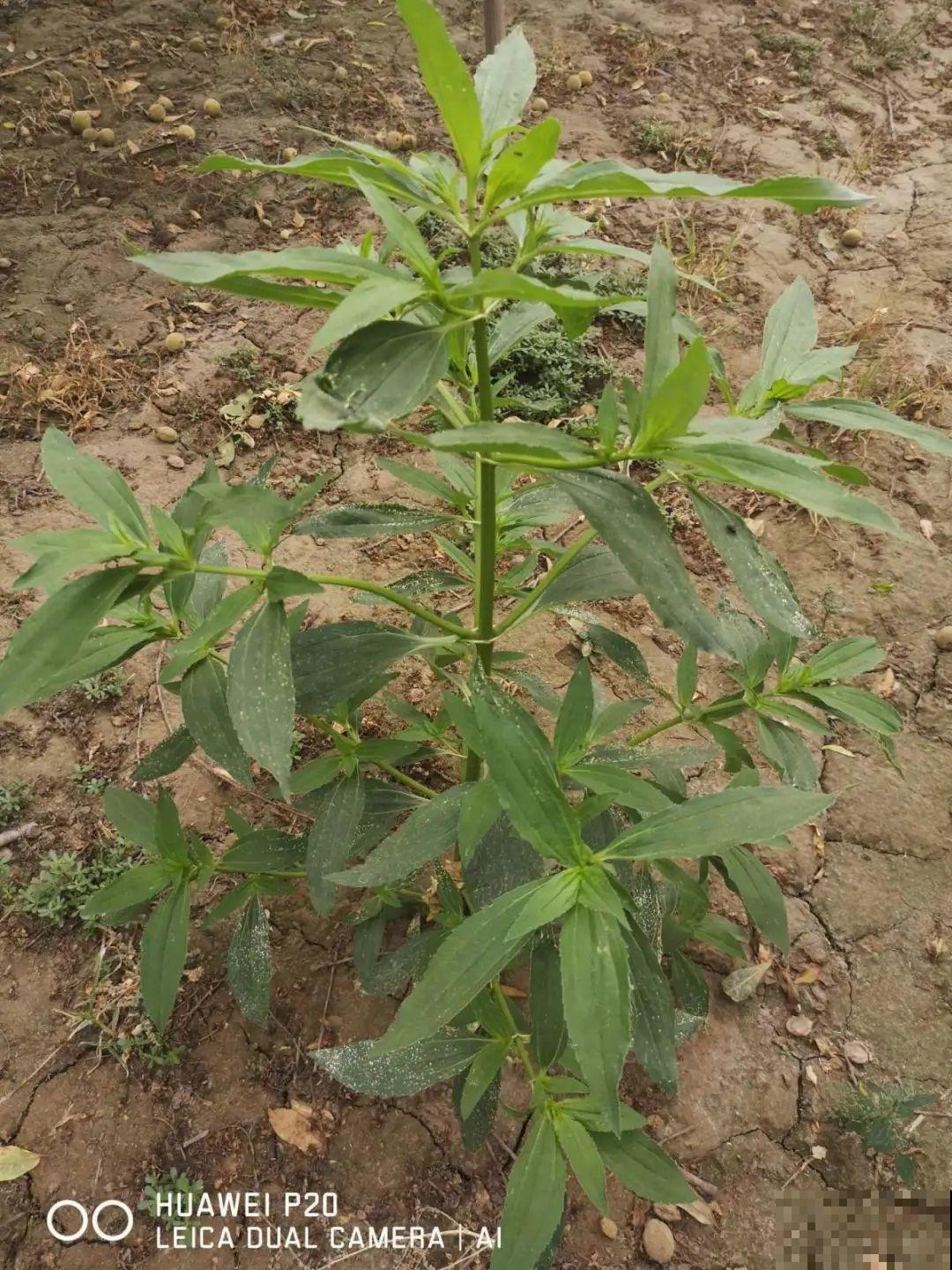 河南等地遭“恶魔之花”入侵，看到之后赶紧报告，不然会有大麻烦