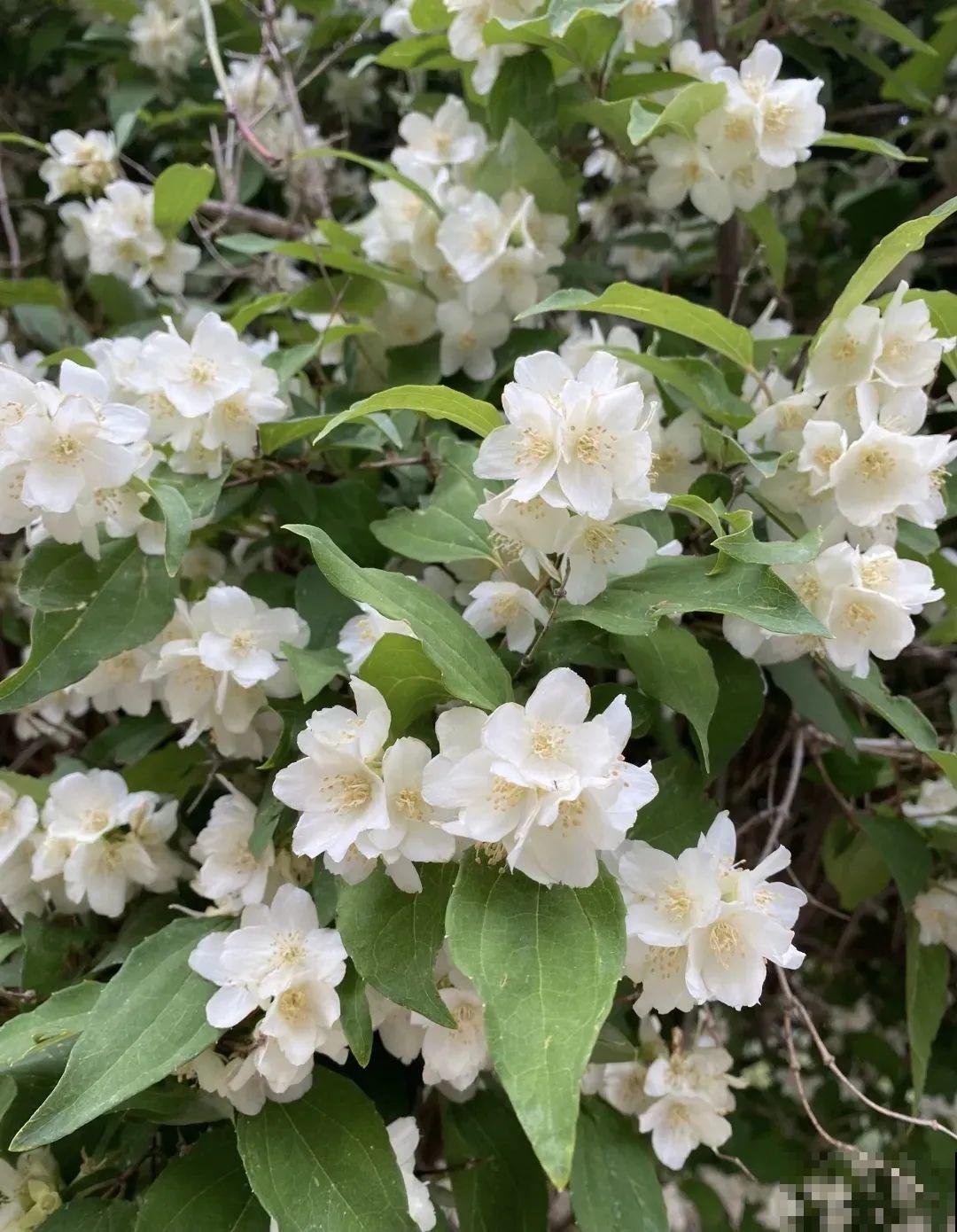 2米高的开花树，-30℃冻不死，大东北的院子都能养