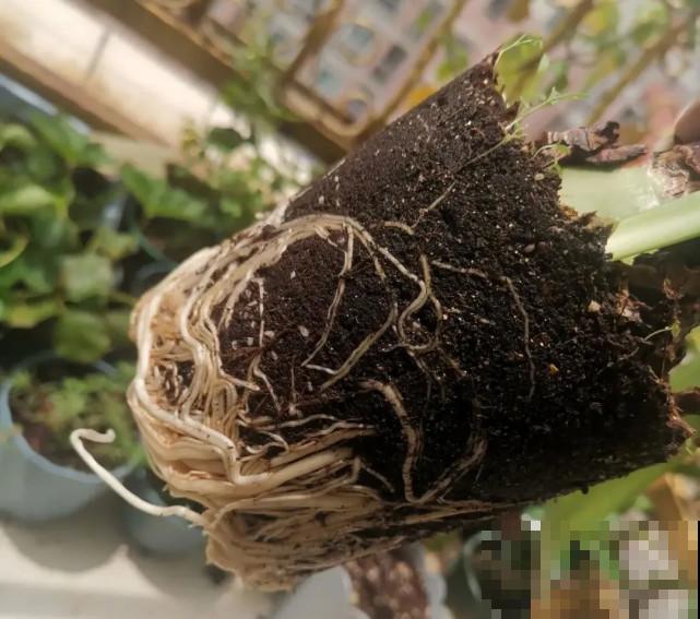 秋天给花补点“猛肥”,嫩芽一茬接一茬,花苞呼呼冒 秋天给花补点“猛肥”,嫩芽一茬接一茬,花苞呼呼冒