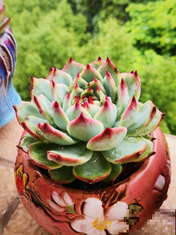 秋天的多肉还“瘦不拉几”,学会4个方法,多肉胖乎乎招人爱 秋天的多肉还“瘦不拉几”,学会4个方法,多肉胖乎乎招人爱