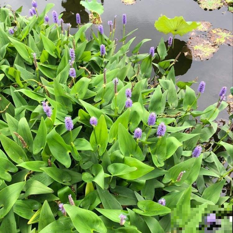 一种蓝紫色的花，神似薰衣草，它的真名没几个人知道