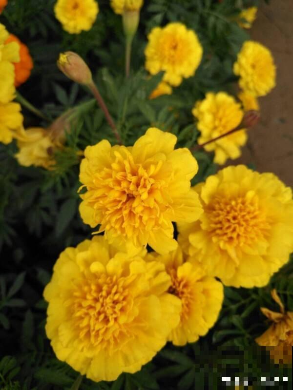 送朋友一盆花，竟然对我破口大骂，还要和我老死不相往来