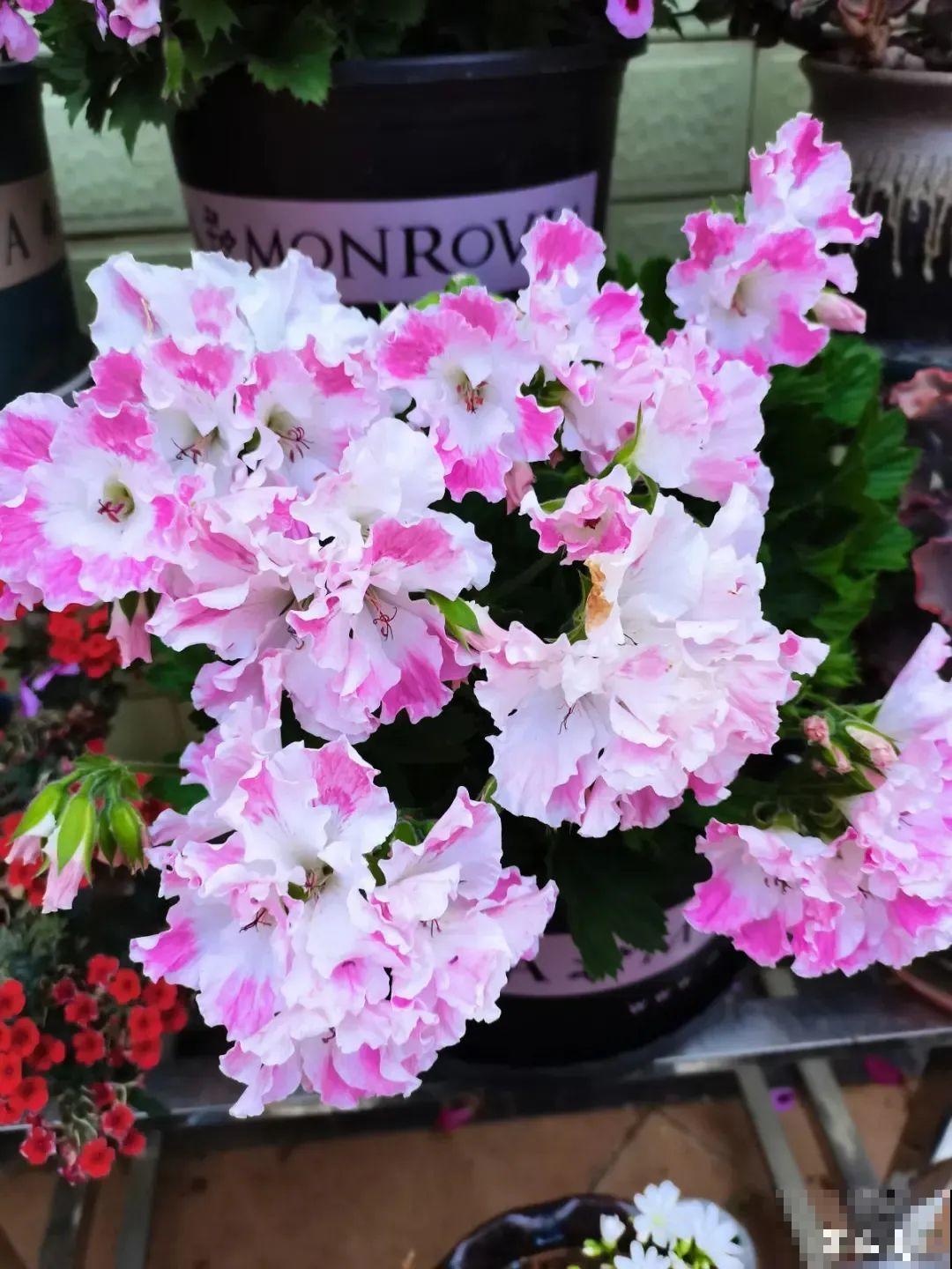 秋天必养的12种花，不用扦插，3个月爆开满盆花！