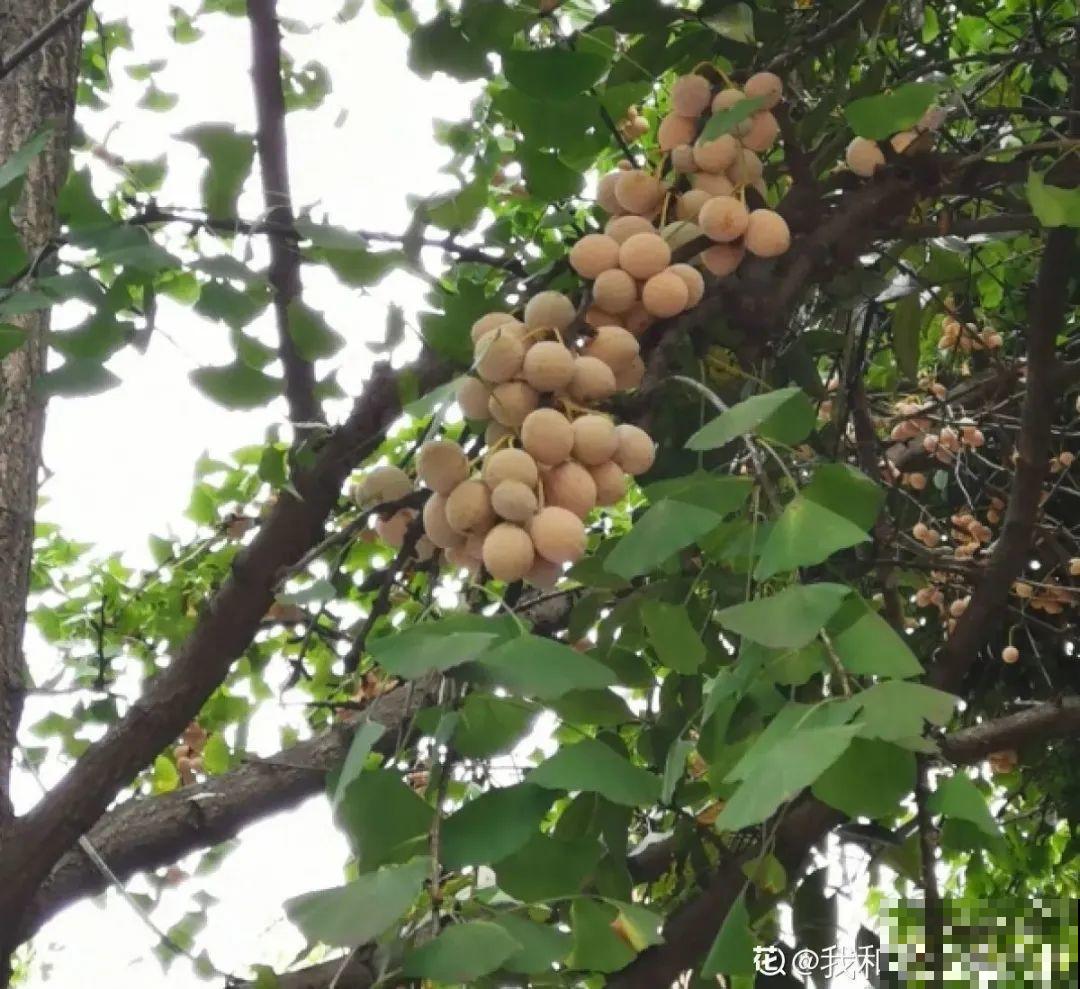 路上看见银杏果，不要捡，小心有毒！