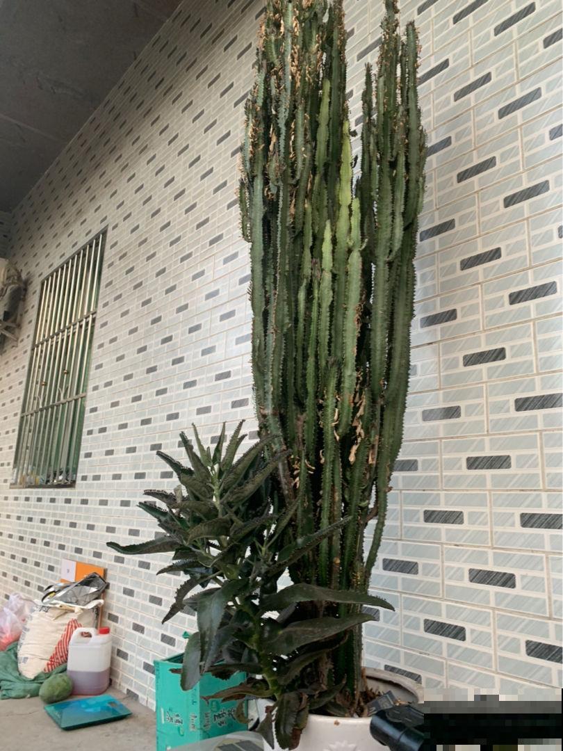 “镇宅花”合集，养一盆放家里，安全感十足