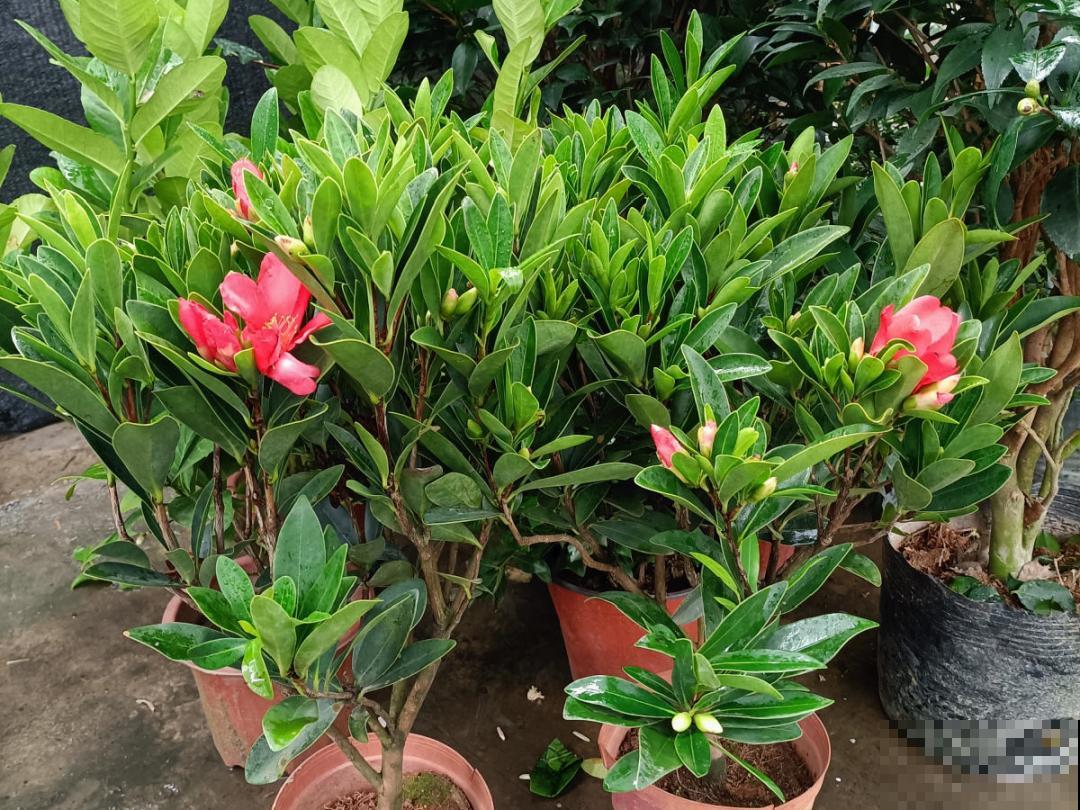 冬天常见的茶花，6个“毛病”经常犯，真难养
