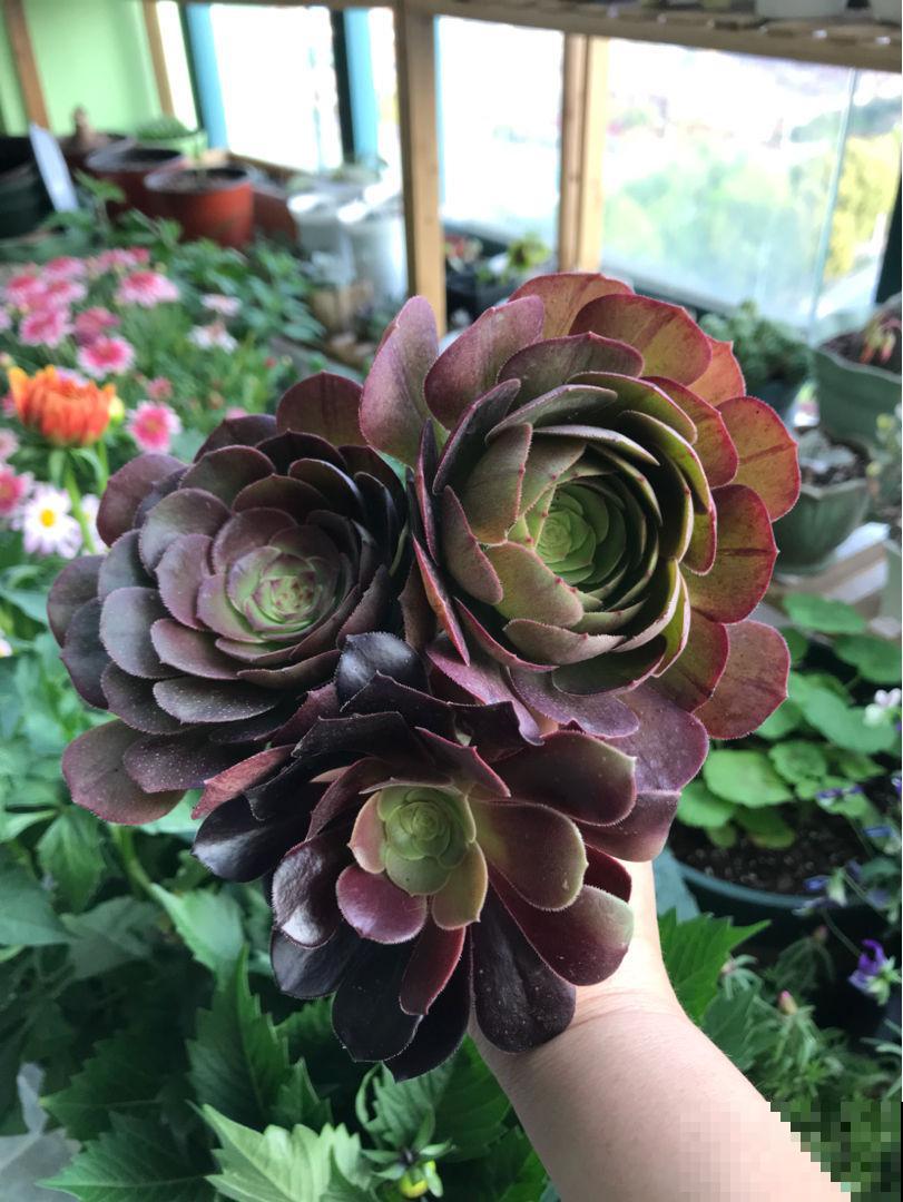 找老公就得找爱养花的，会疼人还细心，你家老公是这样的吗