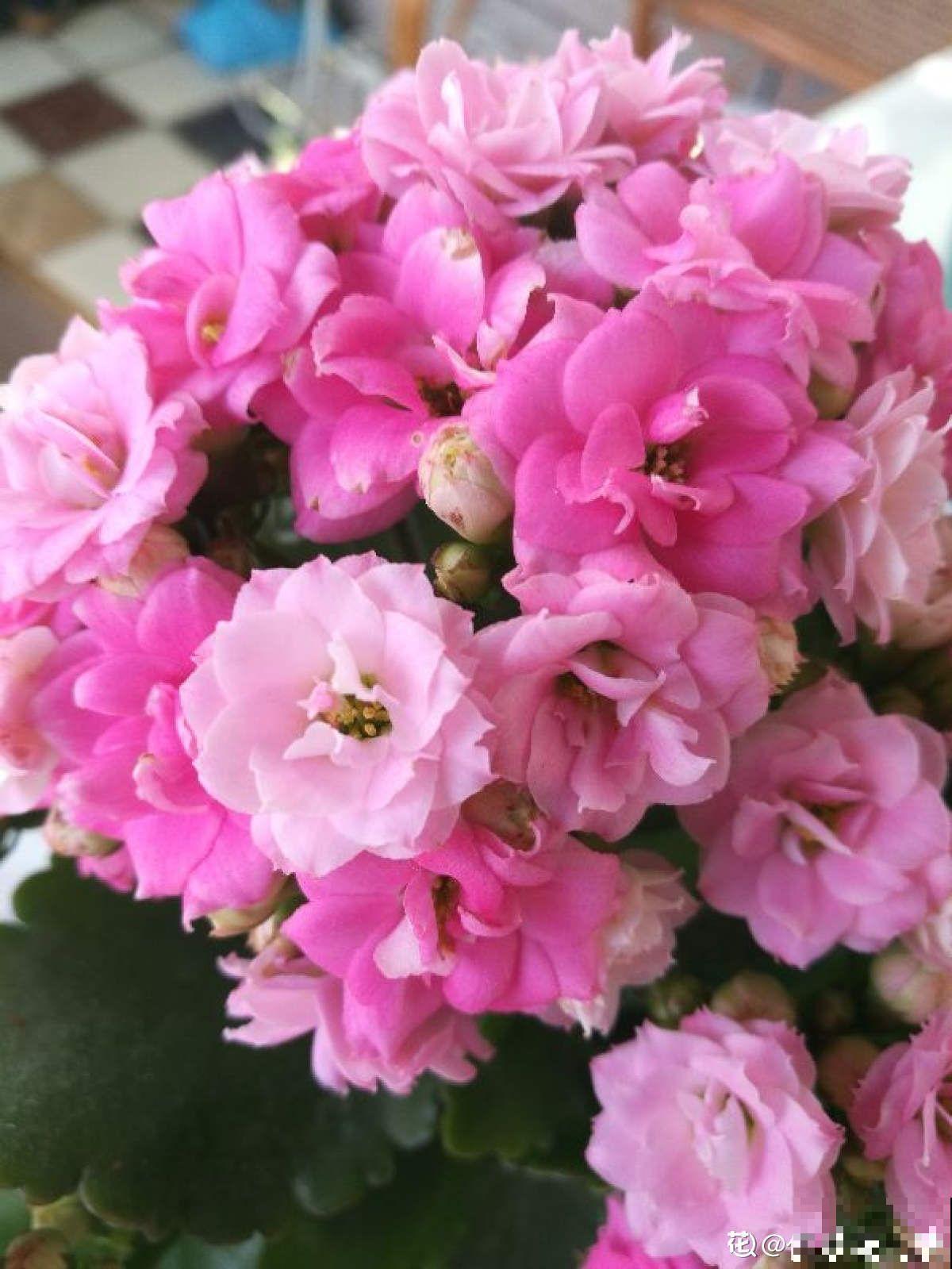 家里只有半天光照，就养4种“半阴性花”，花大如碗，爆盆容易