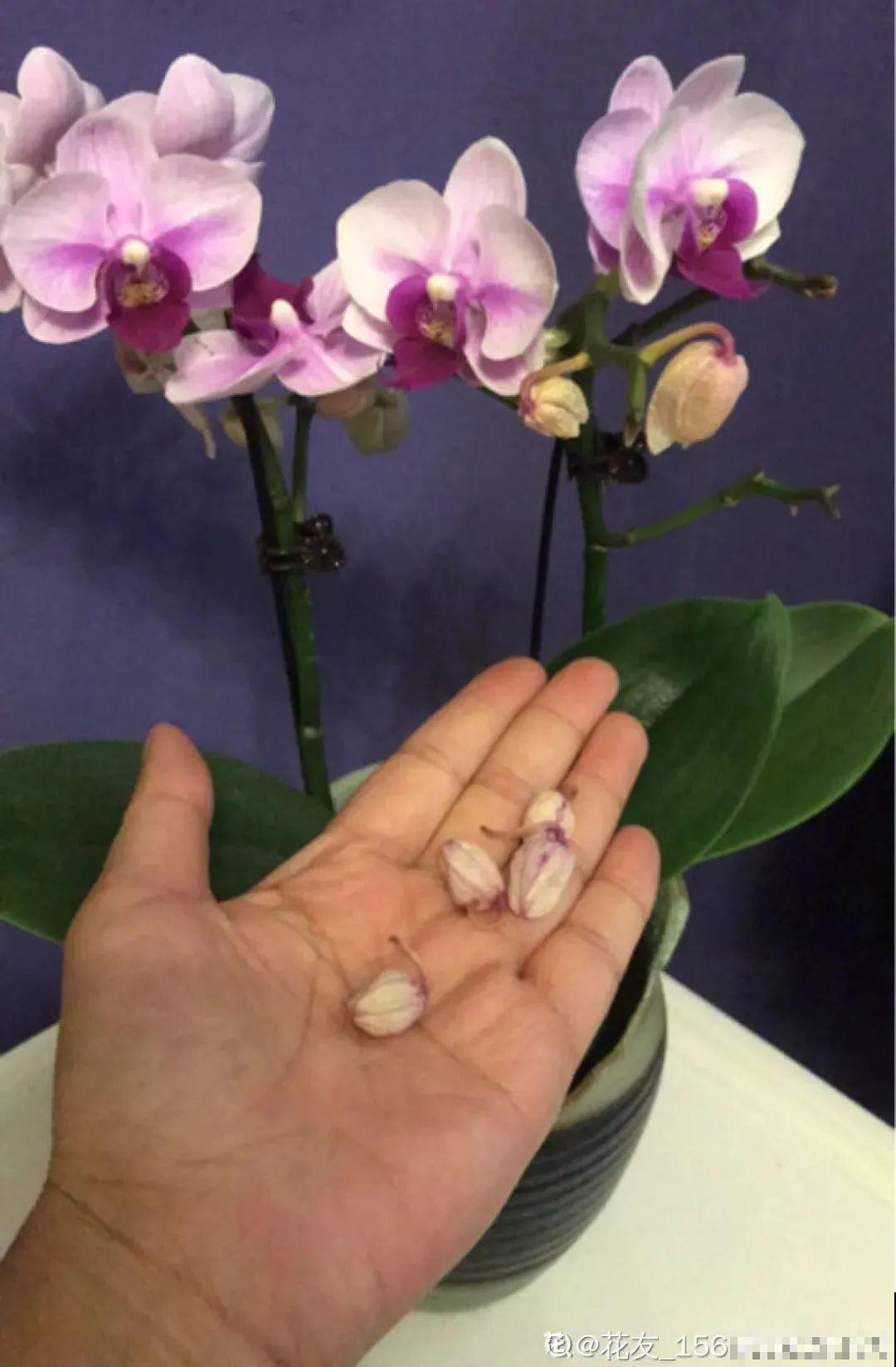 冬天6类花,叶片和花苞别喷水,一喷就烂了 冬天6类花,叶片和花苞别喷水,一喷就烂了