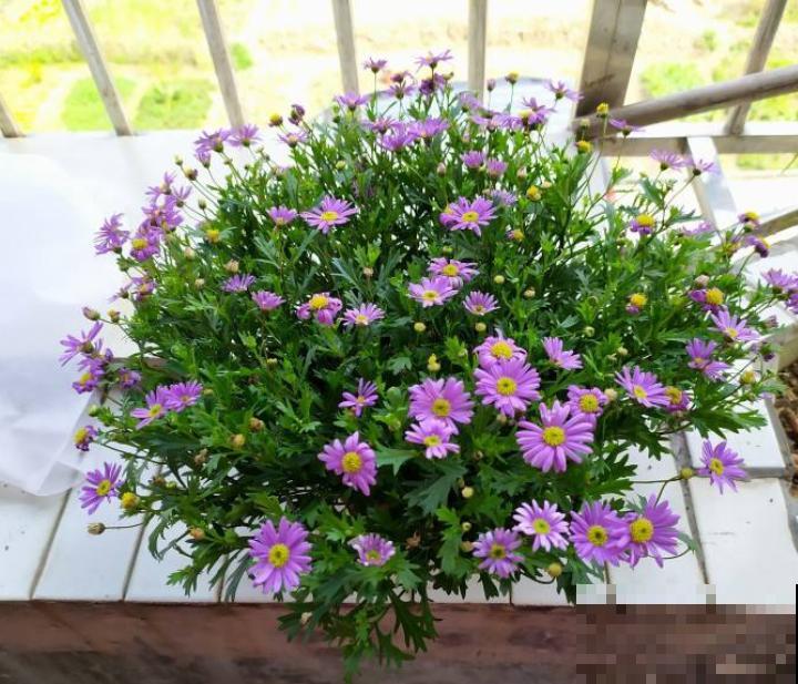 养花也能分析性格,你养什么花就对应什么性格,快来对号入座吧 养花也能分析性格,你养什么花就对应什么性格,快来对号入座吧