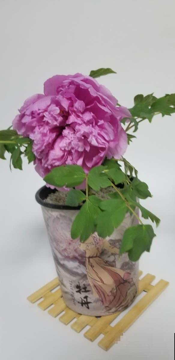 秋天去花市买花,见到这4种花千万别买,90%是假的 秋天去花市买花,见到这4种花千万别买,90%是假的