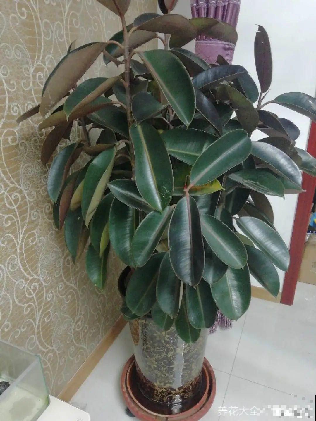 15种花，冬季浇水要注意，浇错了容易冻伤