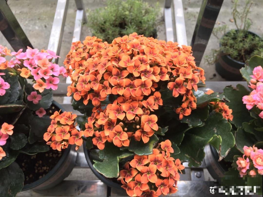 10种花得穷养，盆越小、水越少，越长得旺