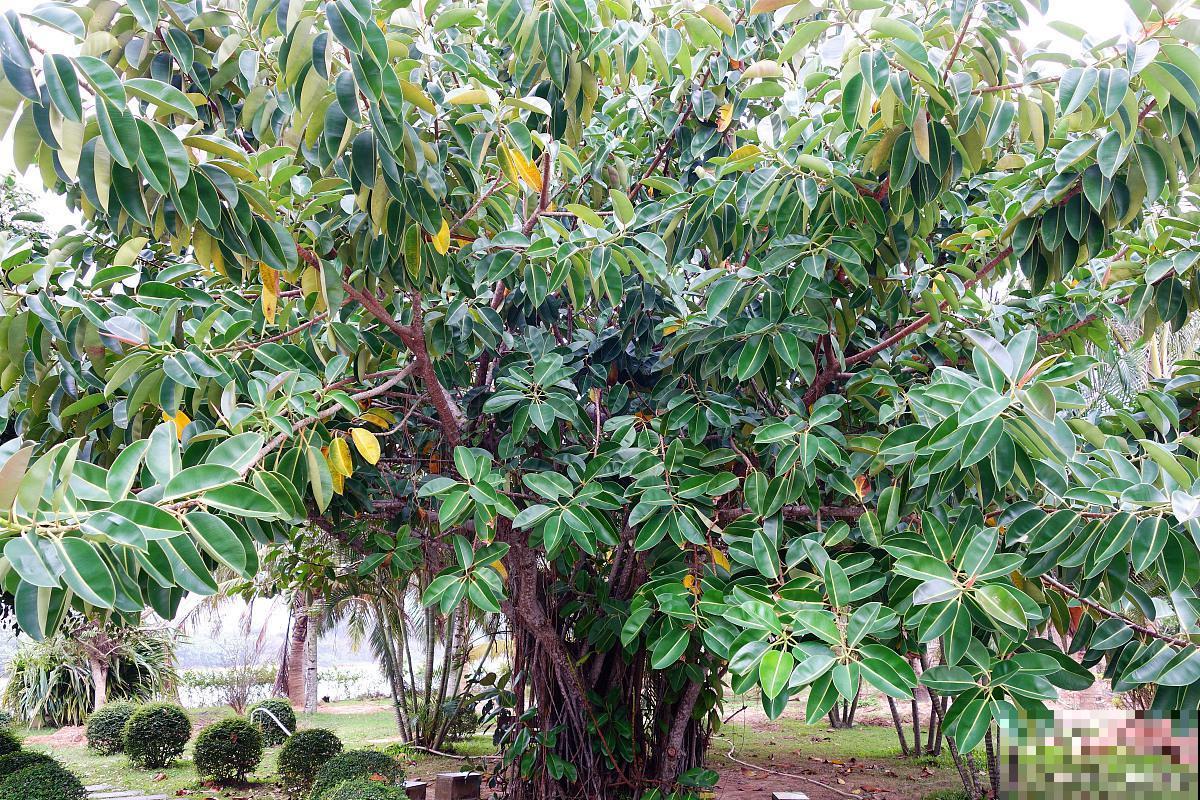 常见20种净化空气的室内植物