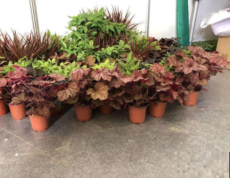 有了2种花，阳台变小花园，看着就心情好！