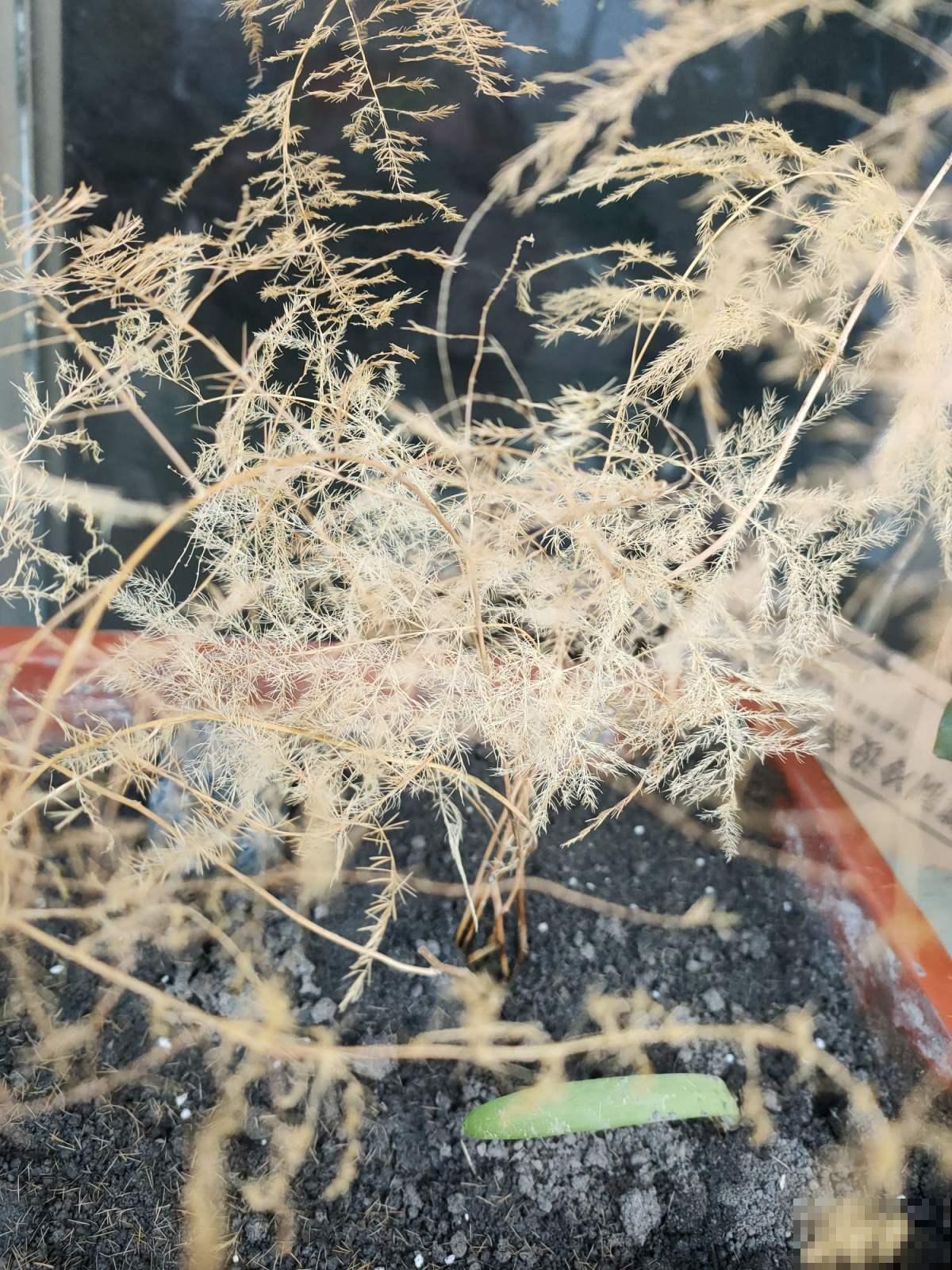 养花48字口诀,是养文竹的精髓,学会了叶子翠绿又精神 养花48字口诀,是养文竹的精髓,学会了叶子翠绿又精神