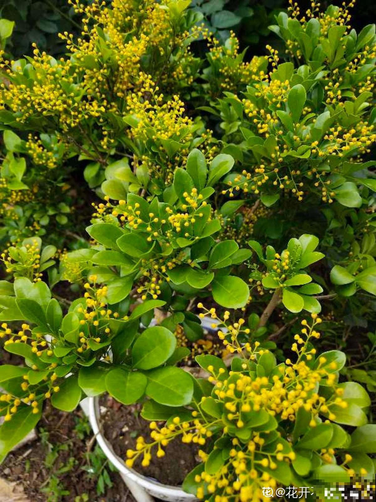 米兰花的养殖方法和注意事项