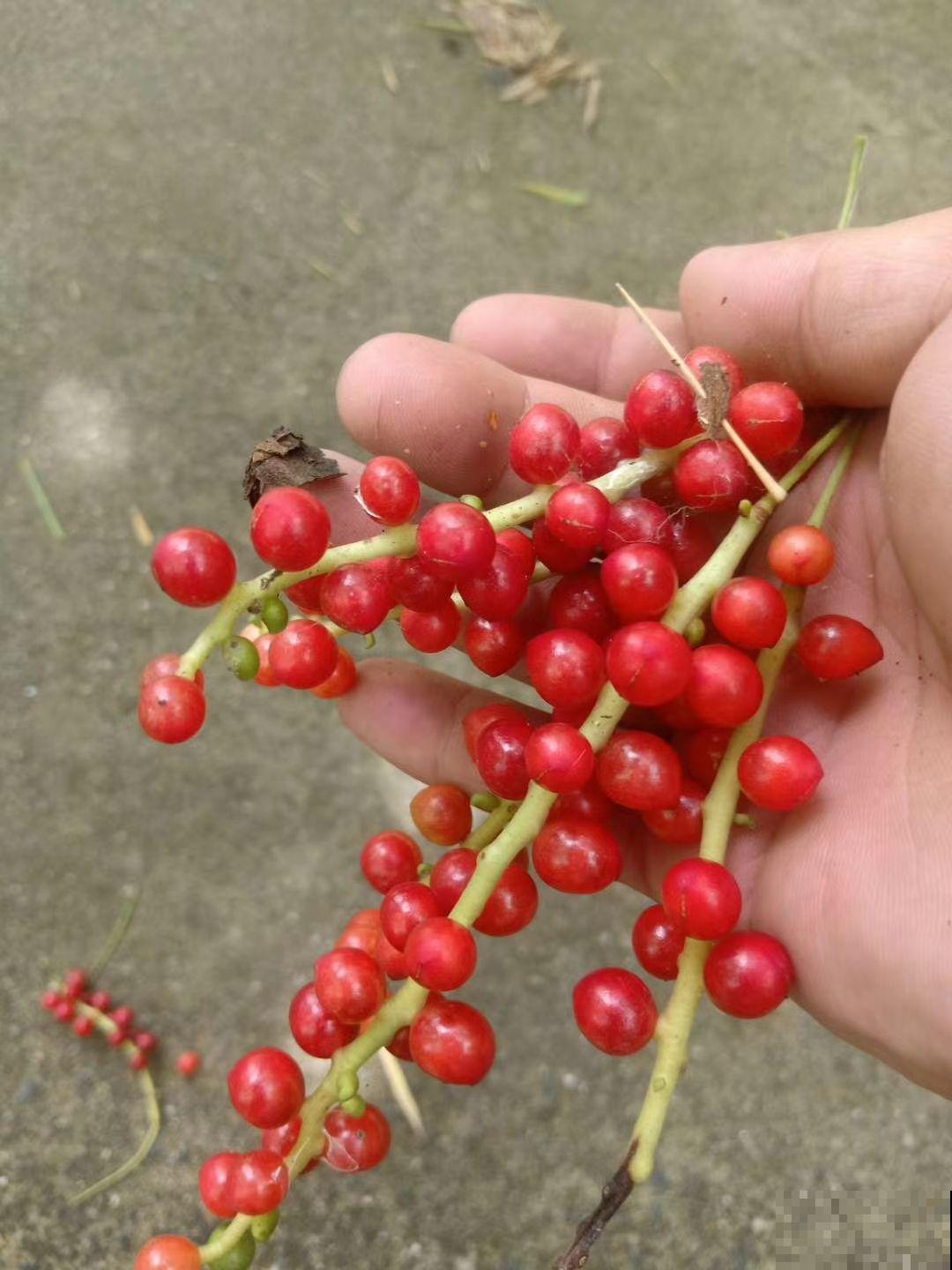 东北花虽少，但中草药一抓一大把，价值一下子就上去了
