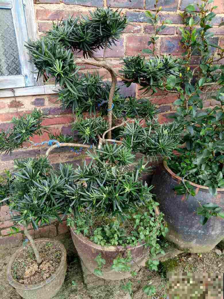 养花这么多年，“4种树”很值钱，个个都是“摇钱树”